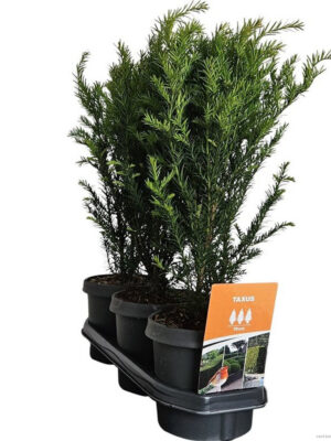 Taxus baccata - Vaxtinredarna.se