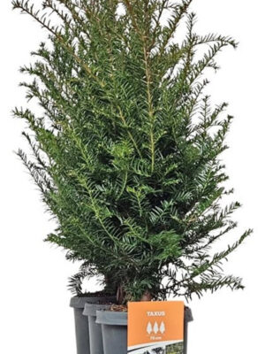 Taxus baccata - Vaxtinredarna.se