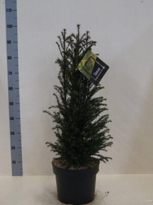 Taxus baccata - Vaxtinredarna.se