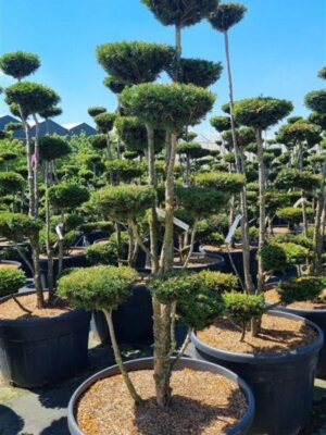 Taxus baccata