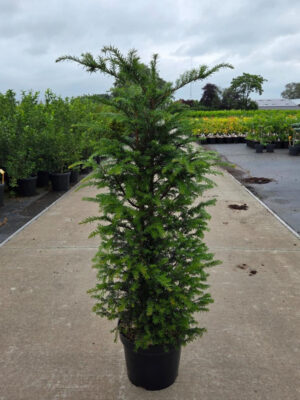 Taxus baccata - Vaxtinredarna.se