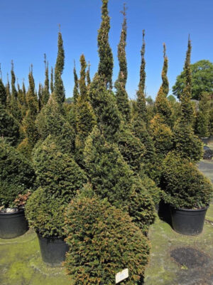 Taxus baccata - Vaxtinredarna.se