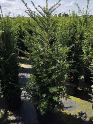 Taxus baccata - Vaxtinredarna.se