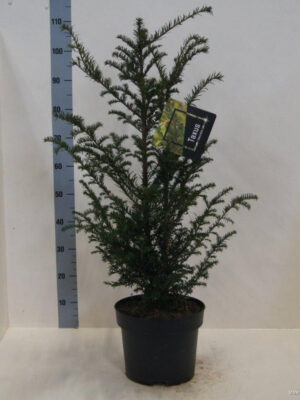 Taxus baccata - Vaxtinredarna.se