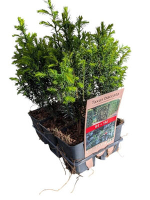 Taxus baccata - Vaxtinredarna.se