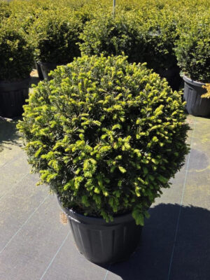 Taxus baccata