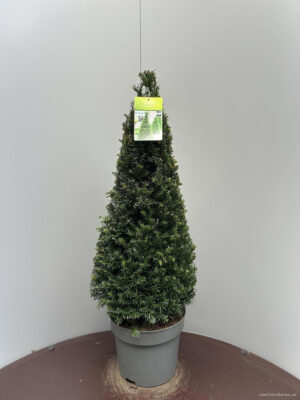 Taxus baccata - Vaxtinredarna.se