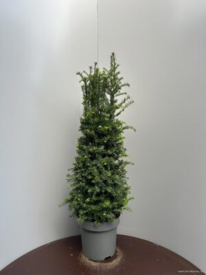 Taxus baccata - Vaxtinredarna.se