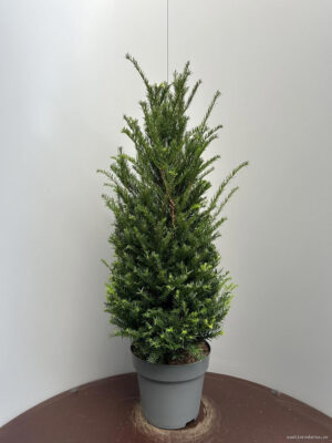 Taxus baccata - Vaxtinredarna.se