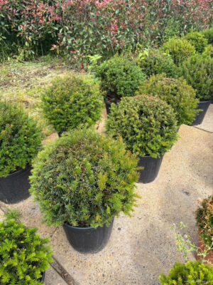 Taxus baccata - Vaxtinredarna.se