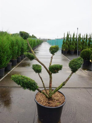 Taxus media 'Densiformis'