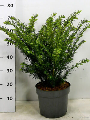 Taxus media 'Farmen'