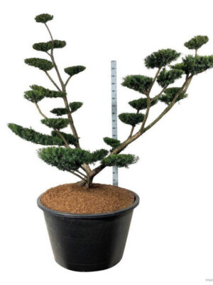 Taxus media 'Farmen' - Vaxtinredarna.se