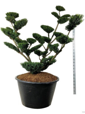 Taxus media 'Farmen' - Vaxtinredarna.se