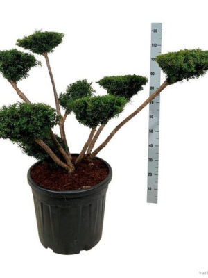Taxus media 'Farmen' - Vaxtinredarna.se