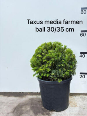 Taxus media 'Groenland'
