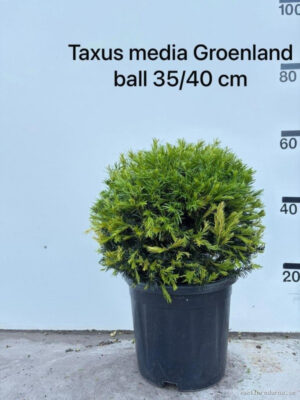 Taxus media 'Groenland' - Vaxtinredarna.se