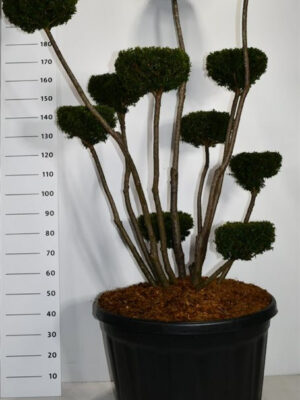 Taxus media 'Hicksii' - Vaxtinredarna.se
