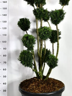 Taxus media 'Hicksii' - Vaxtinredarna.se