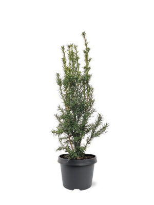 Taxus media 'Hicksii' - Vaxtinredarna.se