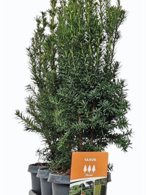 Taxus media 'Hicksii'