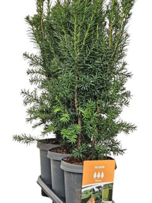 Taxus media 'Hicksii' - Vaxtinredarna.se
