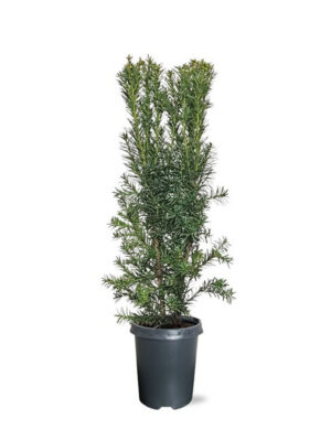 Taxus media 'Hicksii'