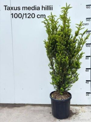 Taxus media 'Hillii' - Vaxtinredarna.se