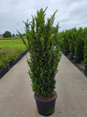 Taxus media 'Hillii' - Vaxtinredarna.se