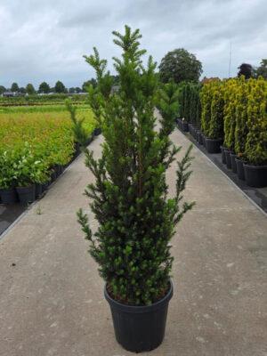 Taxus media 'Hillii' - Vaxtinredarna.se