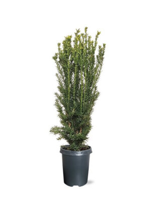 Taxus media 'Hillii' - Vaxtinredarna.se