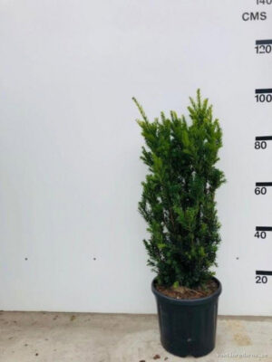 Taxus media 'Hillii' - Vaxtinredarna.se