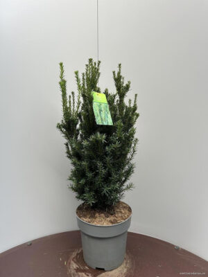 Taxus media 'Hillii' - Vaxtinredarna.se