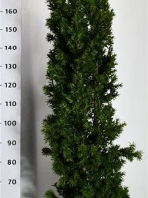 Taxus media 'Viridis'
