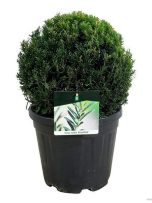 Taxus x media 'Groenland'