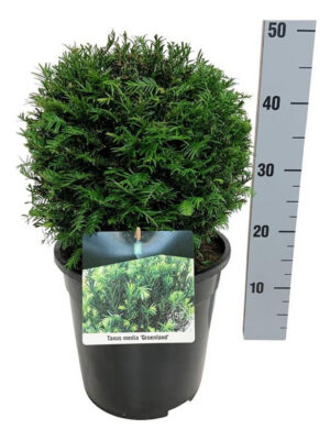 Taxus x media 'Groenland' - Vaxtinredarna.se
