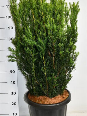 Taxus x media 'Hillii' - Vaxtinredarna.se