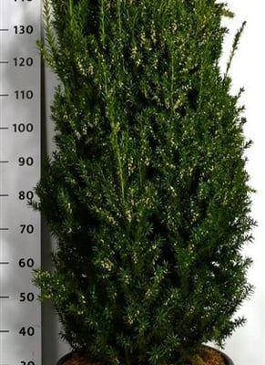 Taxus x media 'Hillii' - Vaxtinredarna.se