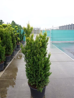 Taxus x media 'Hillii' - Vaxtinredarna.se