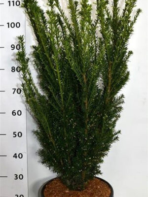 Taxus x media 'Hillii'