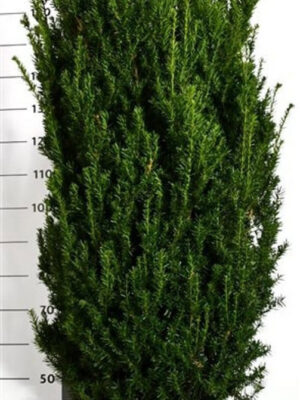 Taxus x media 'Hillii' - Vaxtinredarna.se