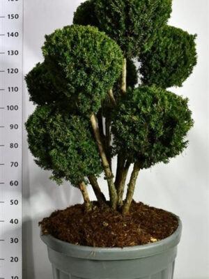 Taxus x media 'Hillii' - Vaxtinredarna.se
