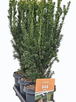 Taxus x media 'Hillii' - Vaxtinredarna.se