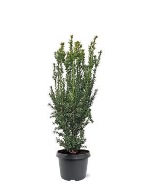 Taxus x media 'Hillii'