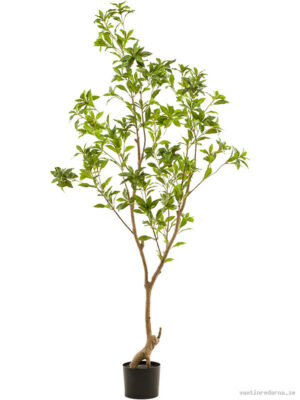 Tea Leaf Tree - Vaxtinredarna.se
