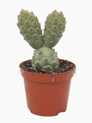 Tephrocactus articulatus - Vaxtinredarna.se