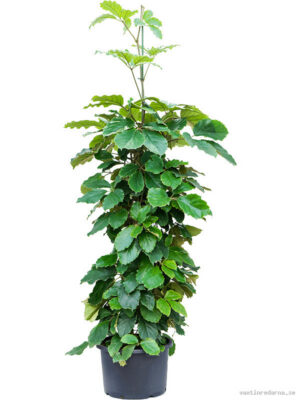 Tetrastigma voinierianum - Vaxtinredarna.se