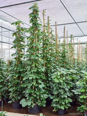Tetrastigma voinierianum - Vaxtinredarna.se
