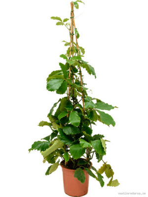 Tetrastigma voinierianum - Vaxtinredarna.se