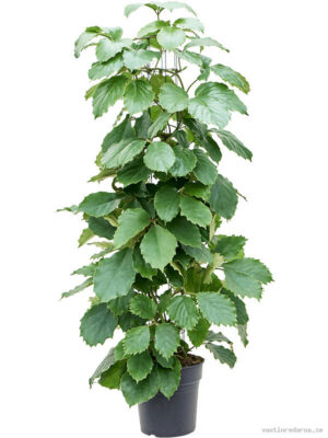 Tetrastigma voinierianum - Vaxtinredarna.se